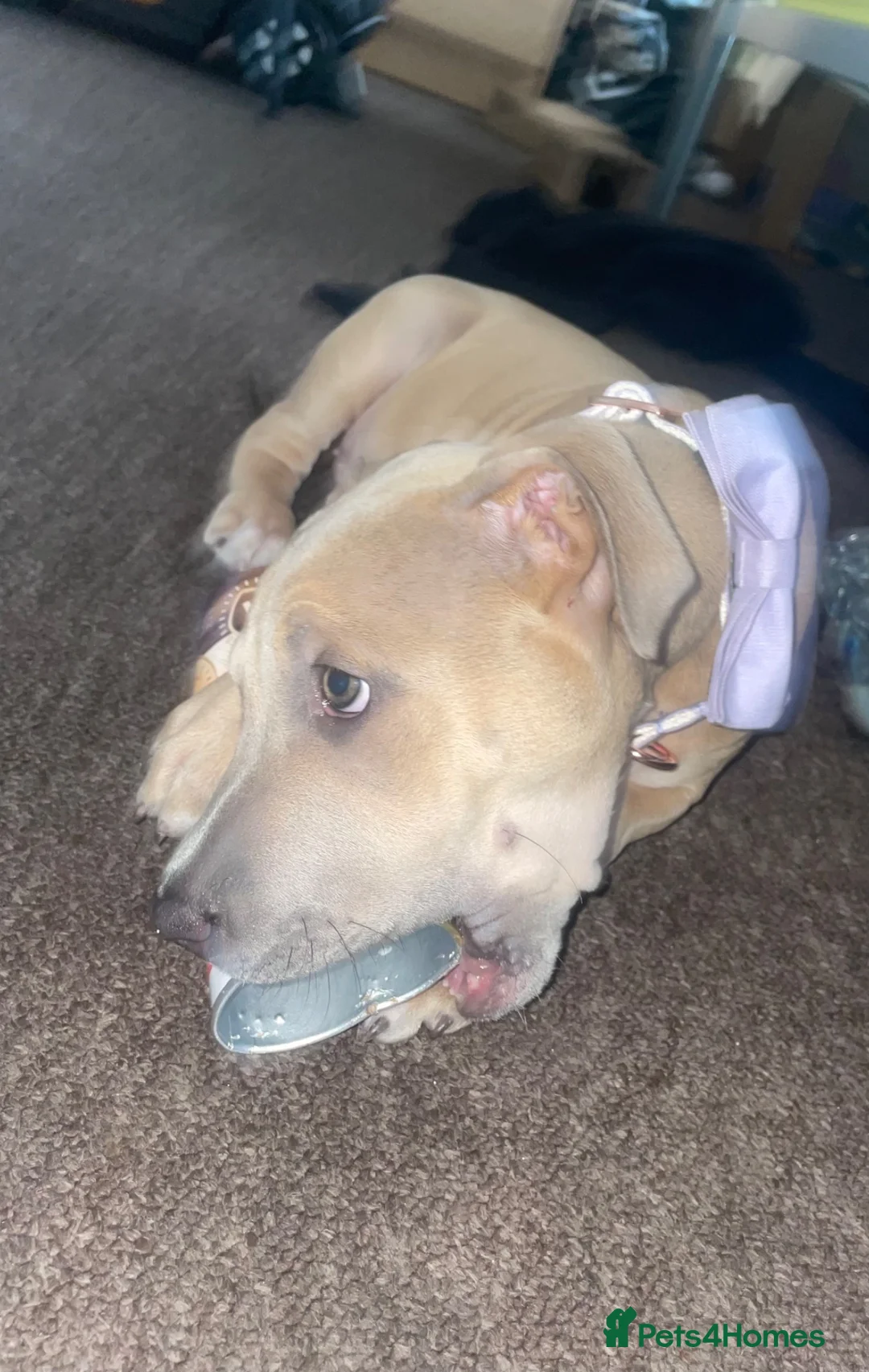 Mixed Breed dogs for sale: 13 week old pup in London - Advert 2