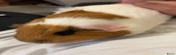 Guinea Pig rodents for sale: Guinea pigs  in Hayes - Advert 2