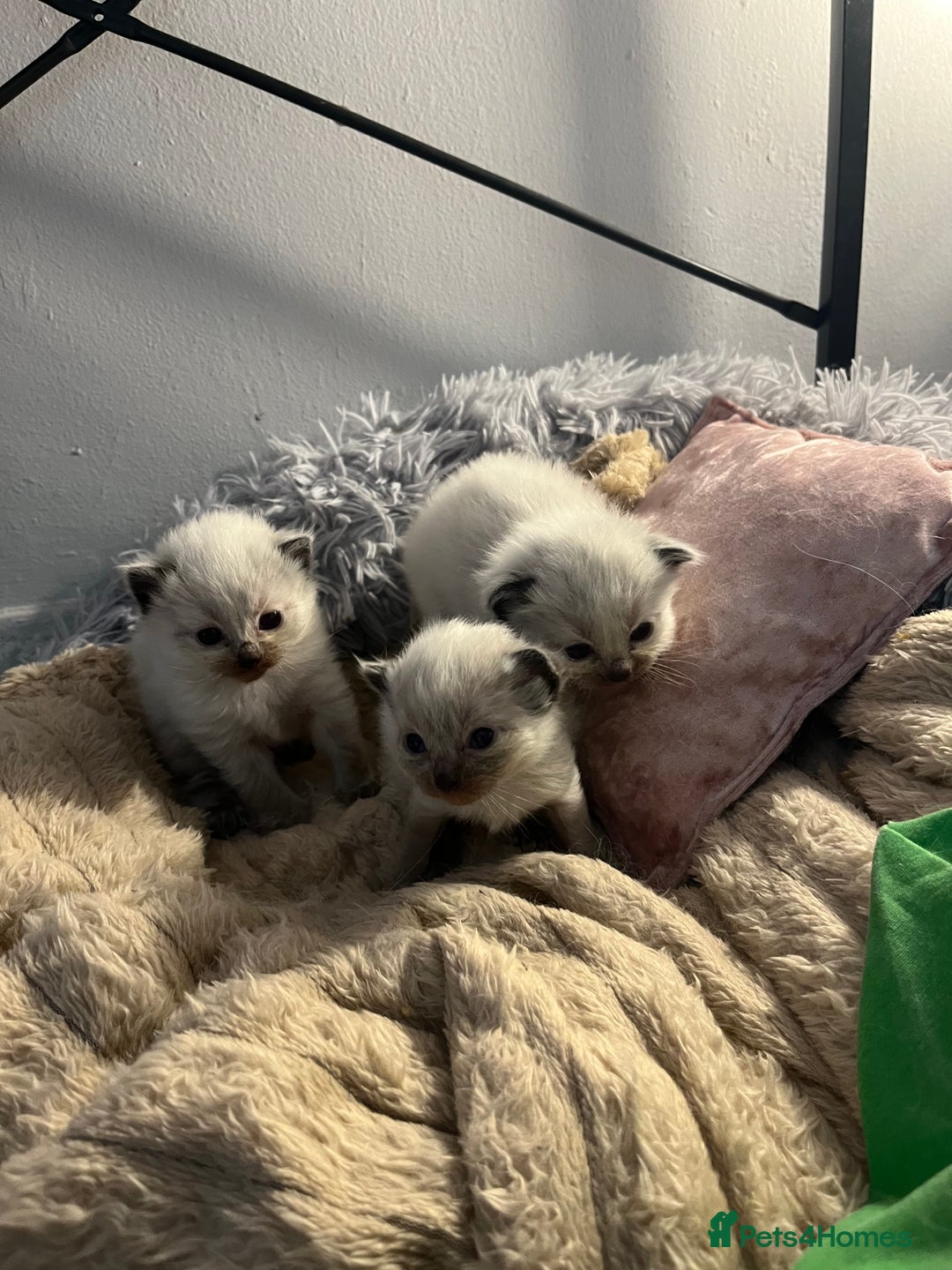 Ragdoll cats for sale: Ragdoll kittens  - Image 1