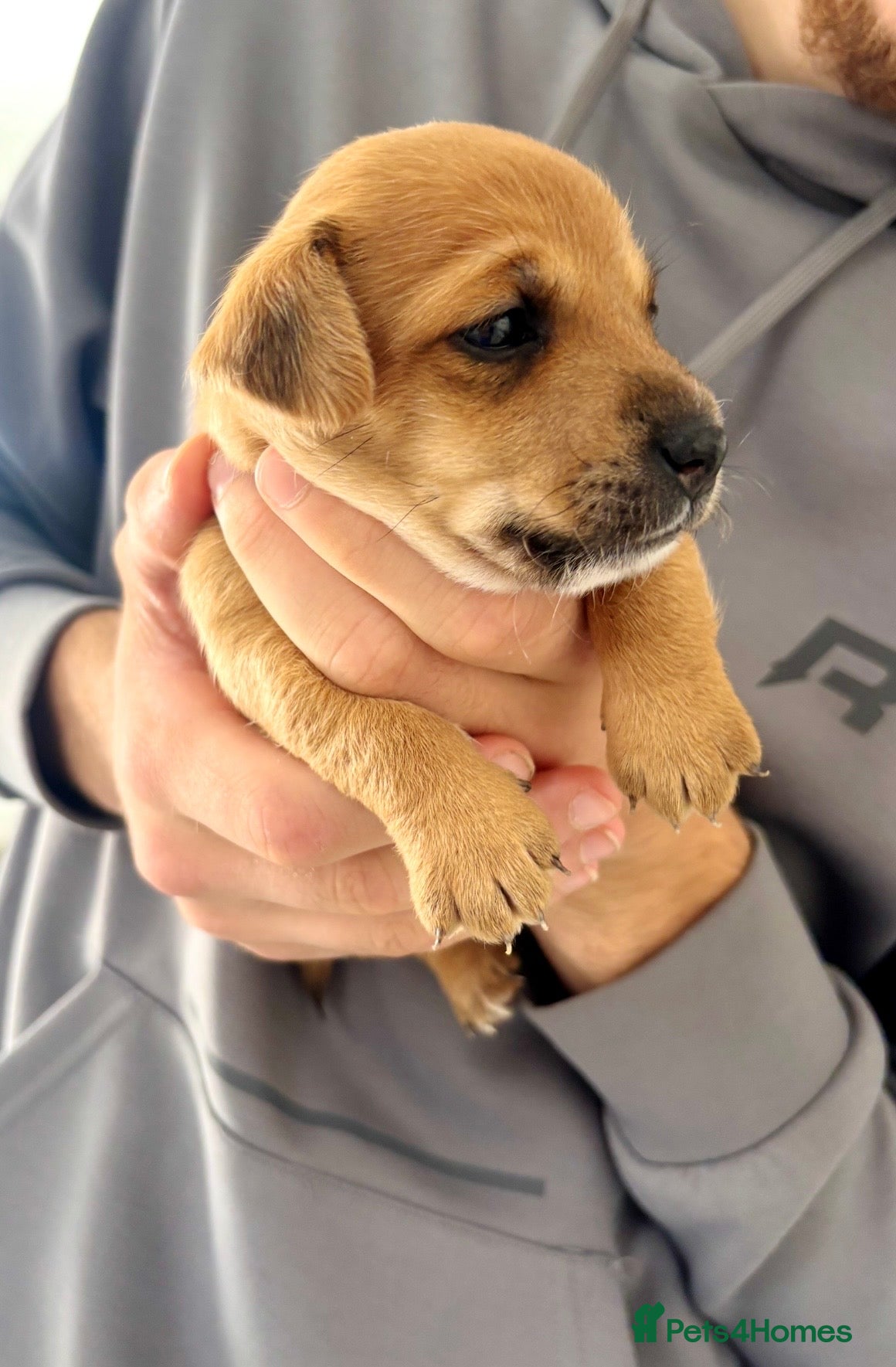 Mixed Breed dogs 1 boy 1 girl  - Advert 2
