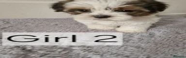 Biewer Terrier 4
