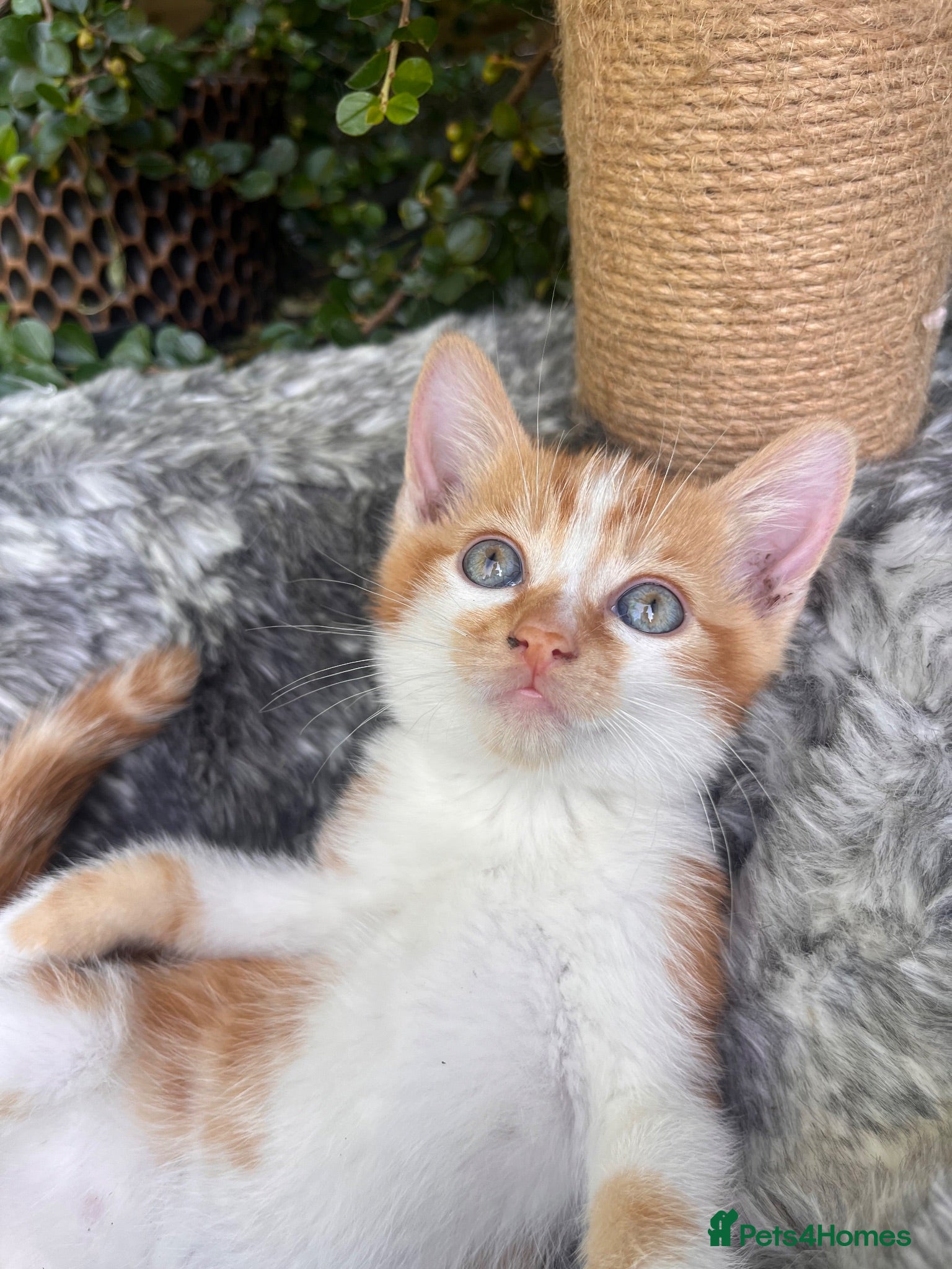 Mixed Breed cats Beautiful kittens for sale  - Advert 2