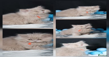 British Longhair cats - Advert 11