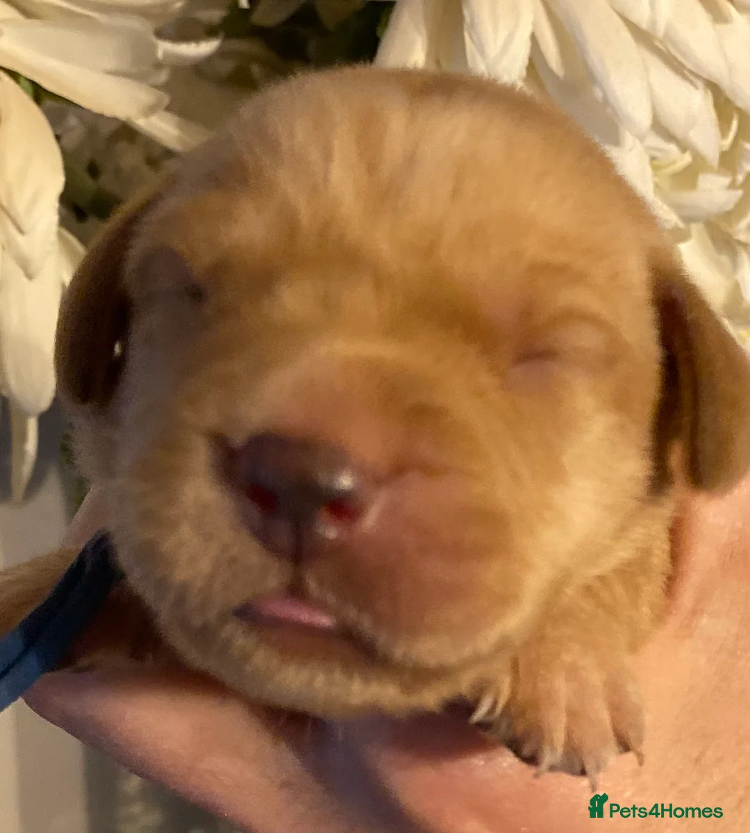 Labrador Retriever dogs for sale: EXCEPTIONALLY WELL BRED LABRADOR PUPPIES - Advert 18