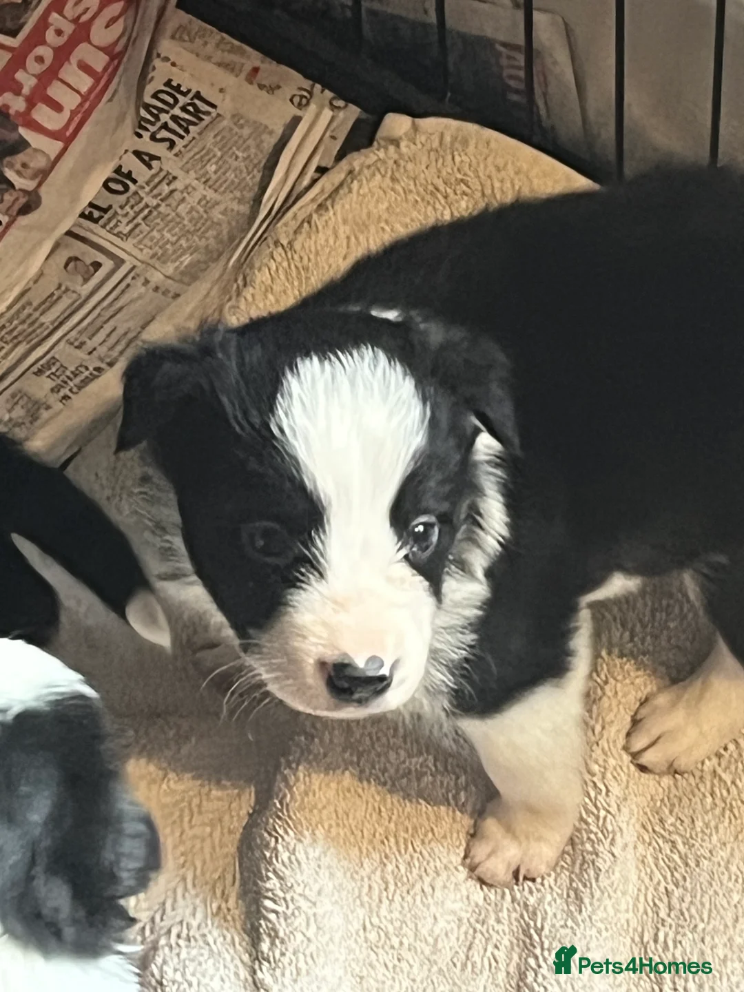 Border Collie dogs for sale: Border collie puppies, excellent litter!!  - Advert 31