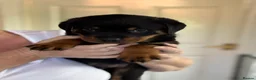 Rottweiler dogs for sale: Rottweiler puppies - Advert 25