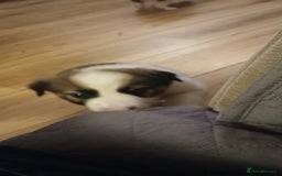 Border Collie dogs for sale: My babies  - Image 23