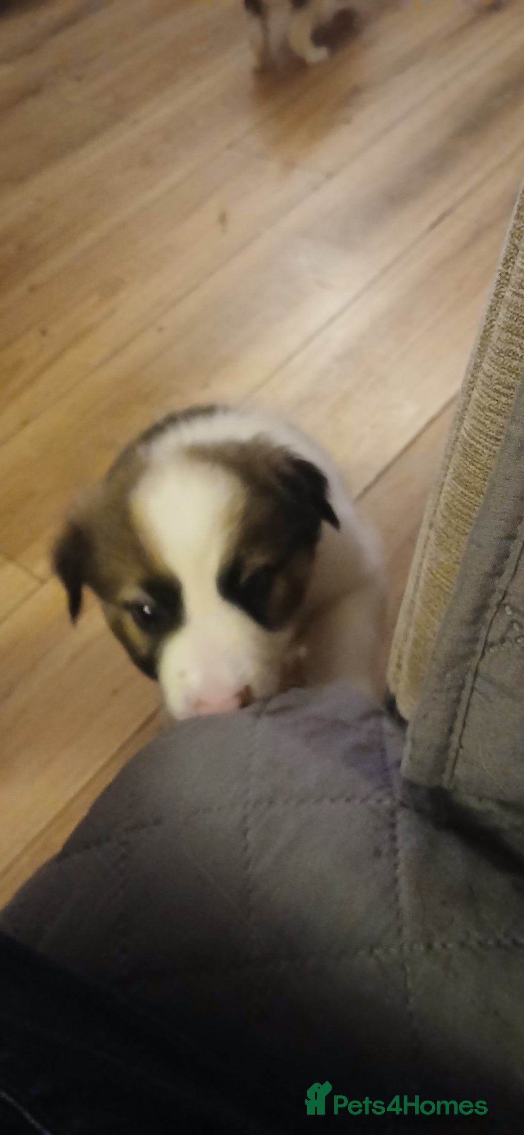 Border Collie dogs for sale: My babies  - Image 23