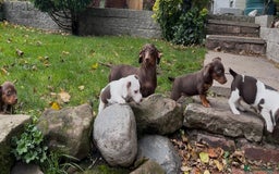 Mixed Breed dogs for sale: Wonderful daxijacks !! 🐶 - Image 15