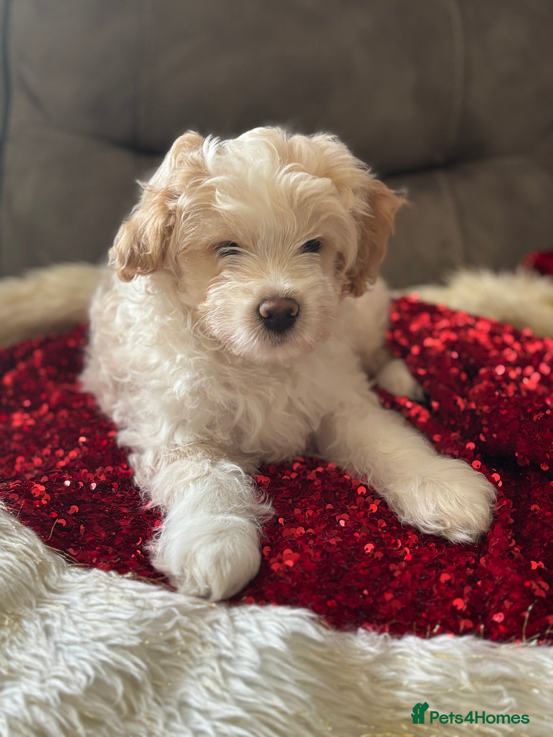 Mixed Breed dogs for sale: 💙 Blue Baby Boy Wants a new home 💙 - Advert 4