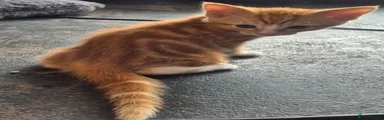 Domestic Shorthair Kitten 2