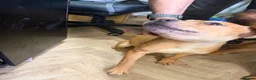 Mixed Breed dogs for sale: Odin  - Advert 3