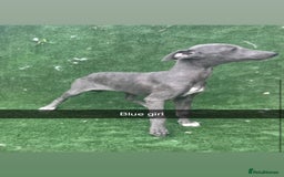 Whippet dogs for sale: Top quality whippet puppies - Image 5