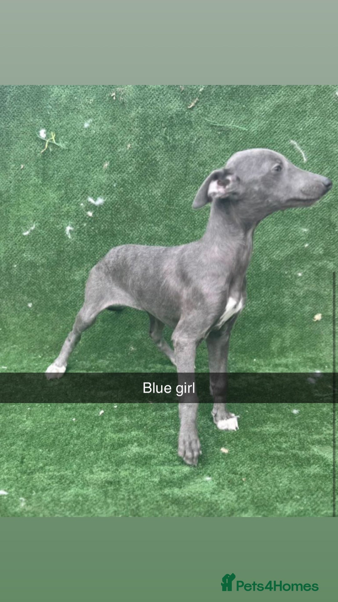 Whippet dogs for sale: Top quality whippet puppies - Image 5