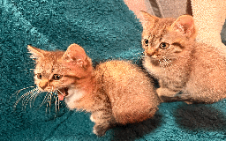 Mixed Breed cats for sale: 2 left - 4wks free insurance -himalayan x bengal - Image 11