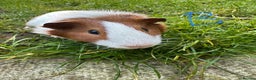 Guinea Pig rodents for sale: Guinea Pigs For Sale  - Advert 4
