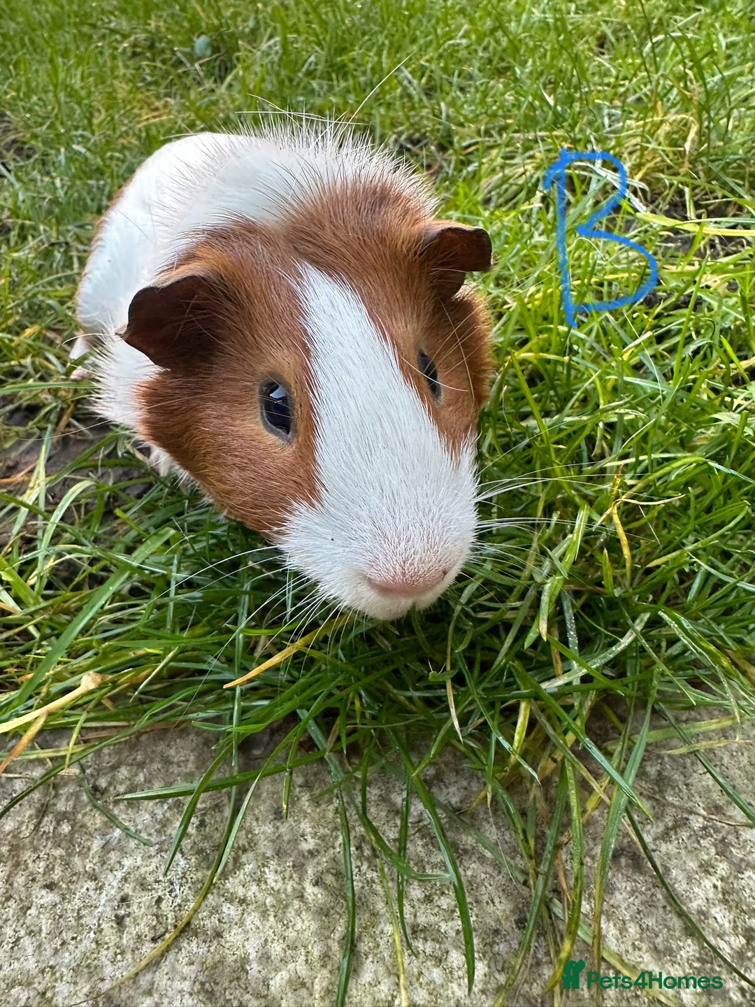 Guinea Pig rodents for sale: Guinea Pigs For Sale  - Advert 4