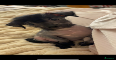 Chinese Crested dogs - Advert 4