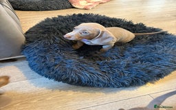 Miniature Dachshund dogs for sale: 8 Week Old Miniature Dachshund Puppies - Image 12