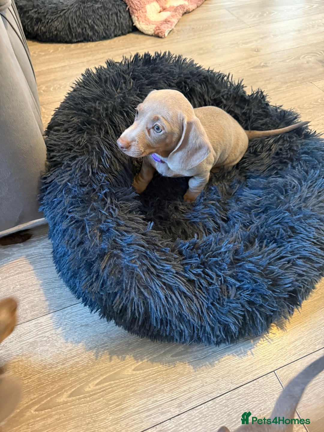 Miniature Dachshund dogs for sale: 8 Week Old Miniature Dachshund Puppies - Image 12