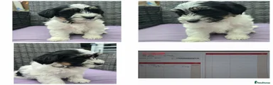Havanese 3