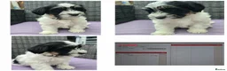 Havanese dogs for sale: 9 Purebred Havanese puppies,7 weeks look.new home - Advert 6