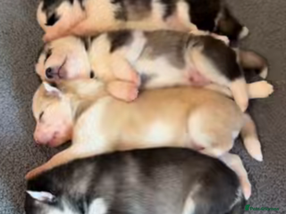 Siberian Husky dogs - Advert 1