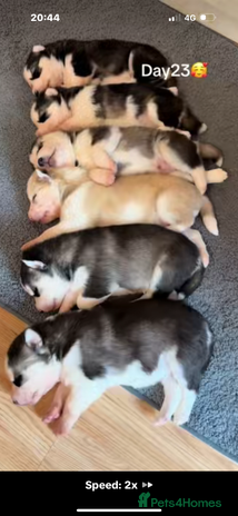 Siberian Husky dogs - Advert 1