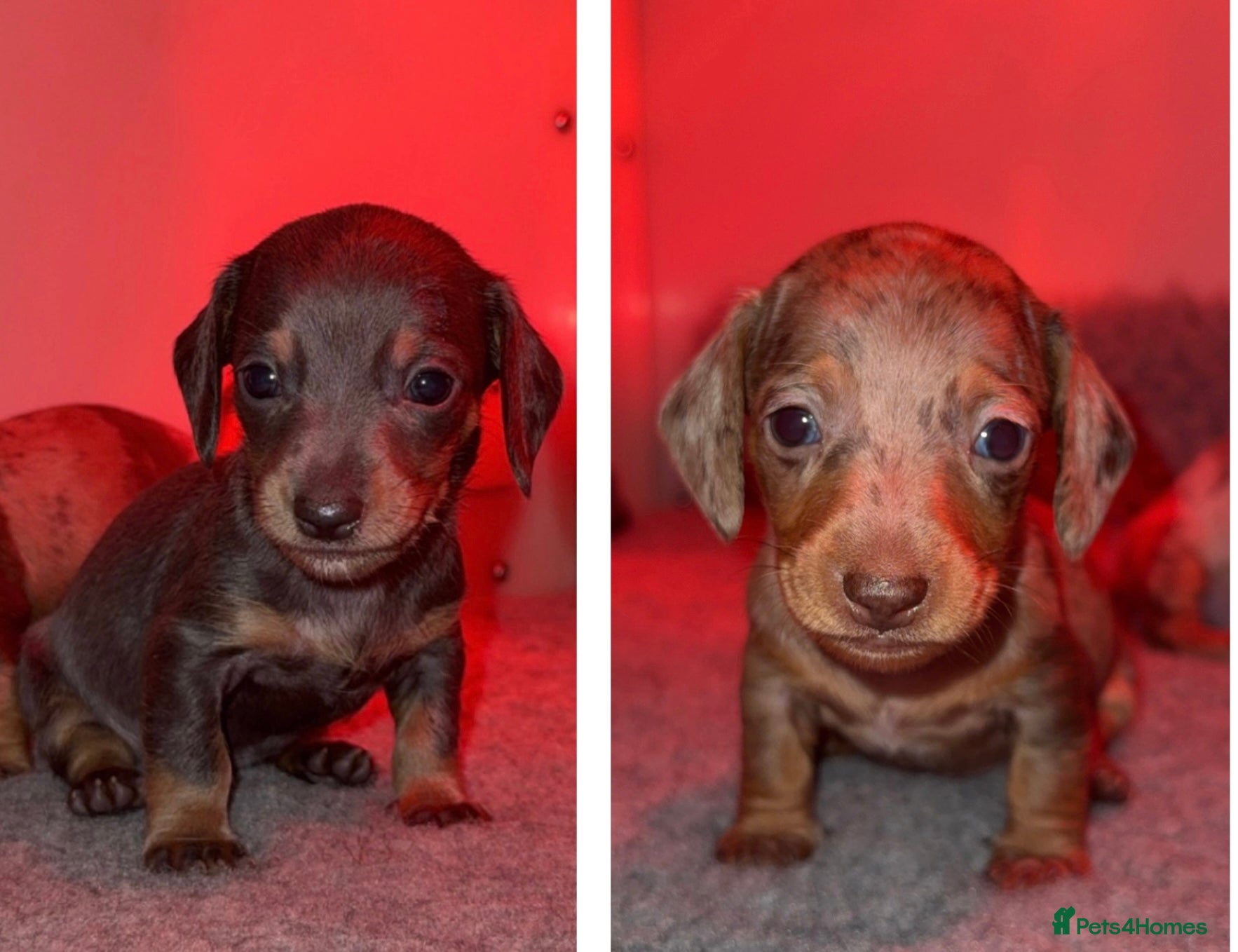 Miniature Dachshund dogs Miniature Dachshunds Available - Advert 9