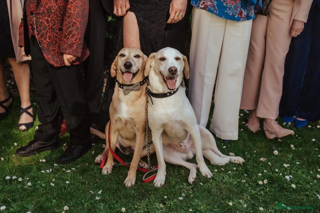 Mixed Breed dogs for adoption: Cairo Looking For His Forever Home  - Advert 5