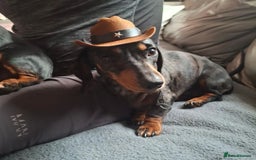 Miniature Dachshund dogs for sale: Frankie needs a loving home  - Image 1
