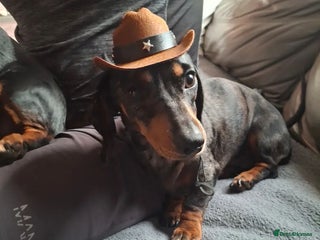Miniature Dachshund dogs - Advert 6