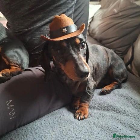 Miniature Dachshund dogs - Advert 4