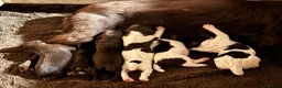 Cocker Spaniel dogs for sale: Stunning , heath tested ,kc reg FTCH cocker pups in Nottingham - Advert 3