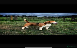 Beagle dogs for sale: Beautiful KC Beagle pups  - Image 6
