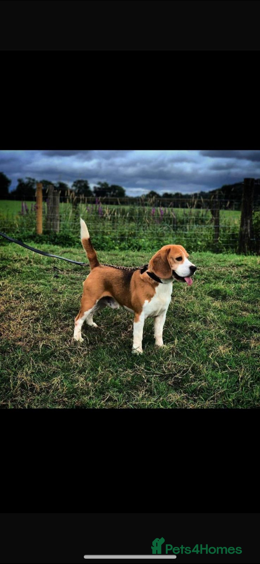 Beagle dogs for sale: Beautiful KC Beagle pups  - Image 6