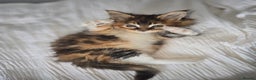 Maine Coon cats for sale:  TICA Maine coon kittens ready to leave - Advert 17