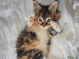 Maine Coon cats - Advert 1