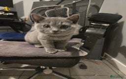 British Shorthair cats for sale: 1 FEMALE LEFT BRITISH SHORTHAIR KITTENS  - Image 34