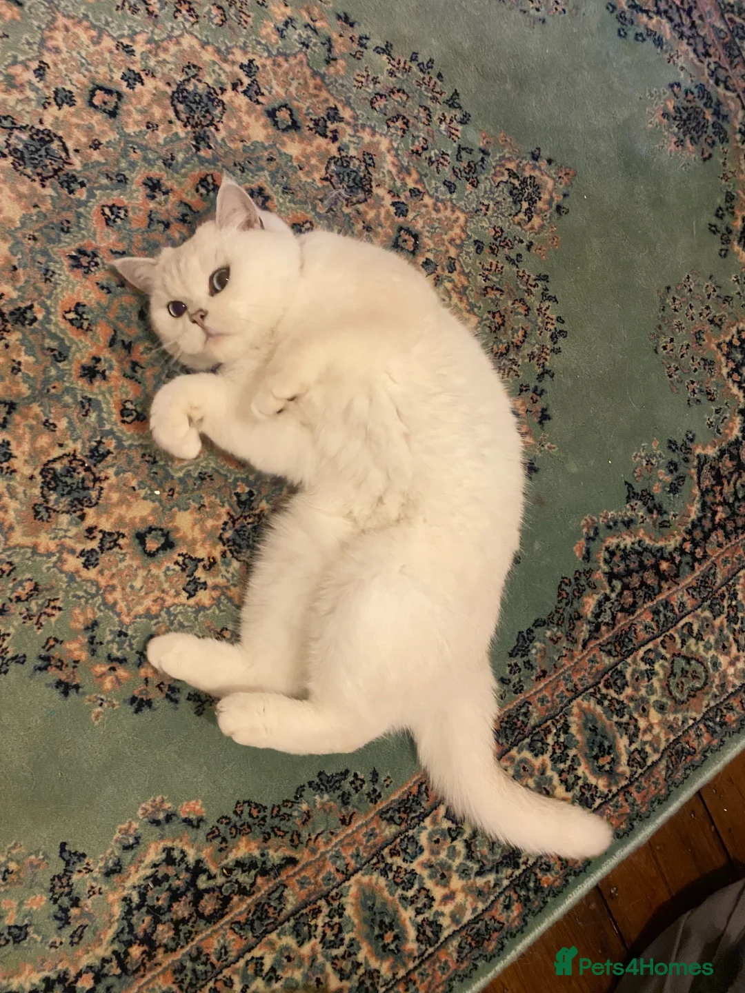 British Shorthair cats for sale: Retired Queen Silverpoint British Shorthair - Advert 2