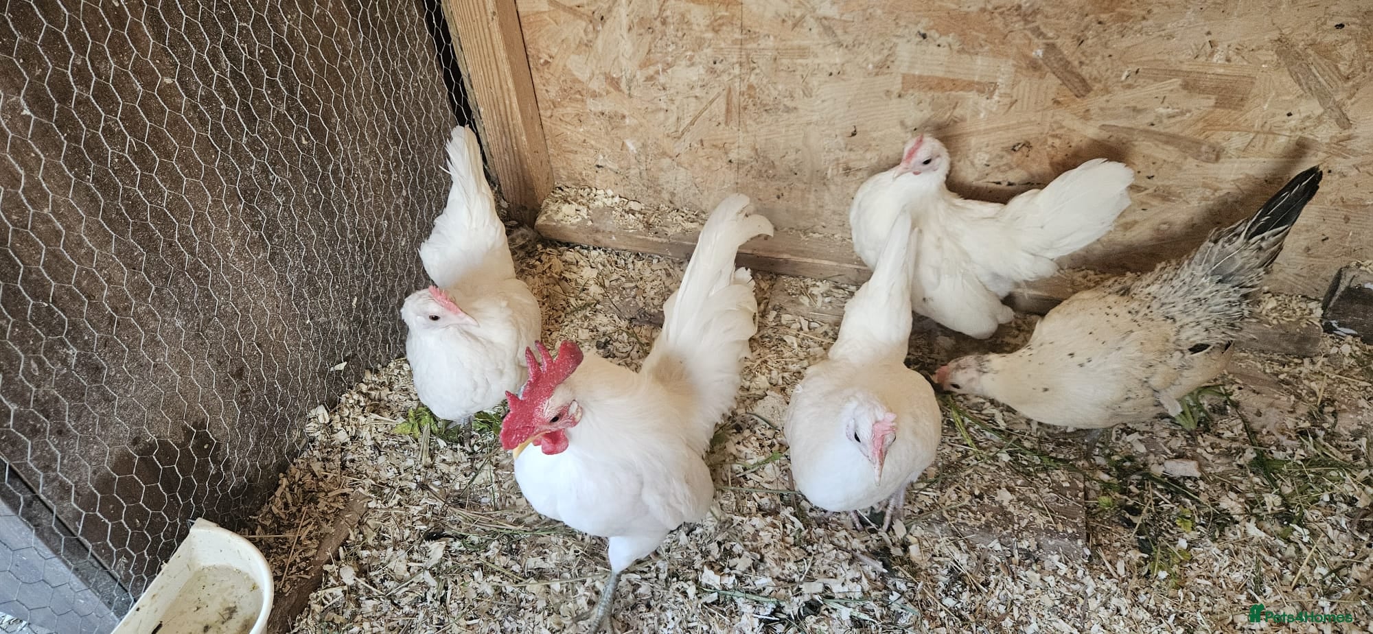 Chickens poultry 🐓 Serama Bantam Chickens & Lovebirds 🦜 - Advert 2