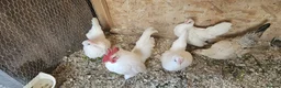 Chickens poultry for sale: 🐓 Serama Bantam Chickens 🐓 - Advert 7