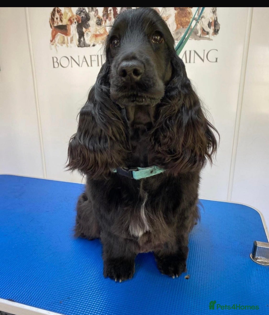 Cocker Spaniel dogs Beautiful show type cocker spaniel girl - Advert 13