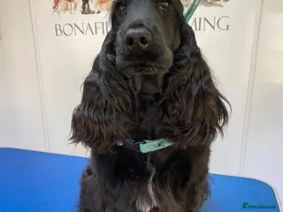 Cocker Spaniel dogs Beautiful show type cocker spaniel girl - Advert 1