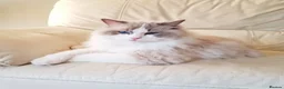 Ragdoll cats for sale: Gorgeous ragdoll kittens- boy + girl  - Advert 11
