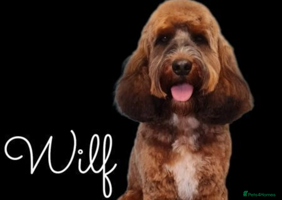 Cockapoo dogs Stunning Sable F1 Cockapoo DNA health tested clear in Cannock - Advert 4