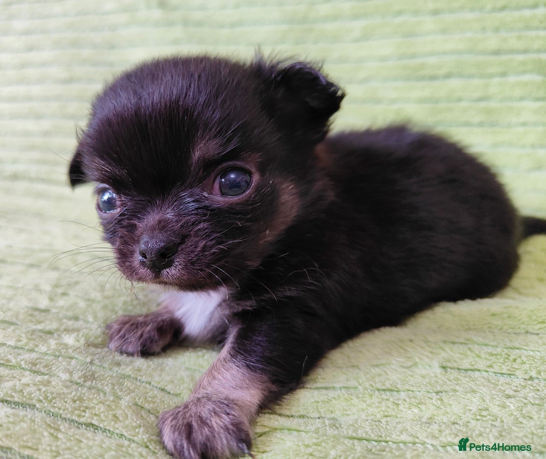 Chihuahua dogs for sale: Amazing Quality Long Coat Chihuahua puppies - Image 8