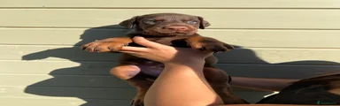 Dobermann 1