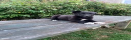 Mixed Breed dogs for sale: 2 gorgeous black and white boys left!! - Advert 4