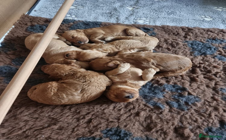 Cockapoo dogs - Advert 2